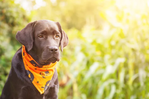 Ung Hund Med Grön Bakgrund Svart Labrador Hämta Orange Bandana — Stockfoto