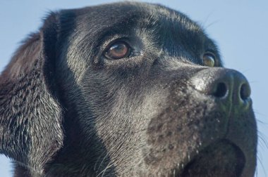 Mavi gökyüzünün arka planında Labrador av köpeği yavrusu. Bir köpeğin yüzü..