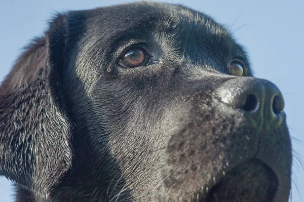 Labrador Catelus Retriever Fundalul Cerului Albastru Faţa Unui Câine — Fotografie, imagine de stoc