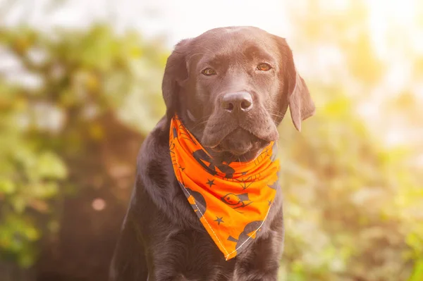 Porträtt Ung Hund Svart Labrador Retriever Hund Med Orange Halloween — Stockfoto