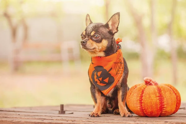 Câine Chihuahua Negru Bronz Într Bandană Halloween Câine Lângă Dovleac — Fotografie, imagine de stoc