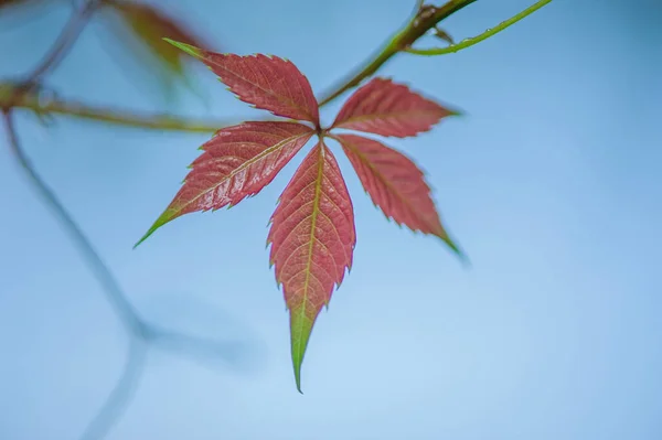 Makroaufnahme Eines Blattes Herbstrotes Blatt Auf Dem Hintergrund Des Himmels — Stockfoto