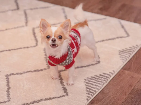 The dog is barking. White and red chihuahua dog in a Christmas red suit in a room.