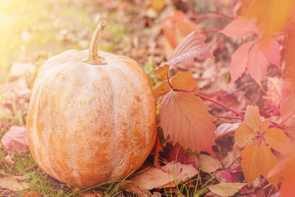 Pumpkin Ripe Orange Pumpkin Background Autumn Leaves — Stock Photo, Image