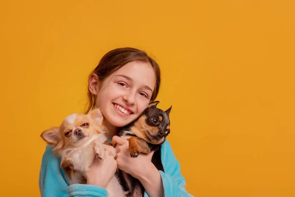 Fată Doi Câini Chihuahua Adolescenta Fata Animale Companie Fundal Galben — Fotografie, imagine de stoc
