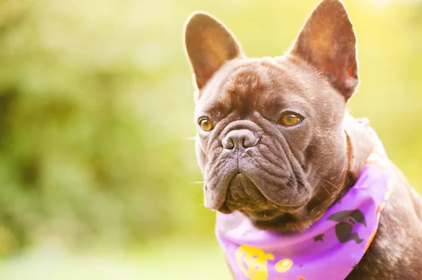 Portret Buldog Francez Câine Într Bandană Violet Halloween — Fotografie, imagine de stoc