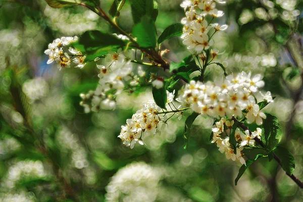 Aroma della primavera — Foto Stock