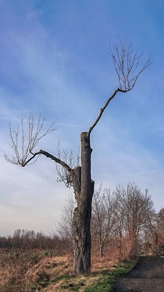 Strangely Cut Tree Only Two Branches — Stockfoto