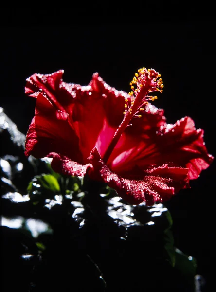 Red Hibiscus Flower — Stock Photo, Image