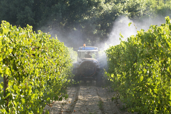 Tractor Spraying in Vineyard