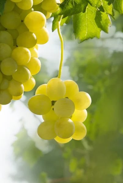 Uvas ensolaradas — Fotografia de Stock