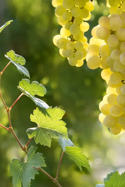 Uvas ensolaradas — Fotografia de Stock