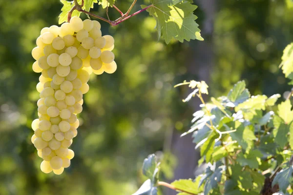 Uvas soleadas —  Fotos de Stock