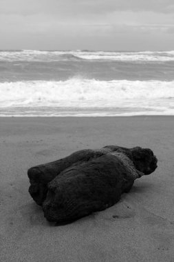 Torre del lago serbest plajında yüzüyor.