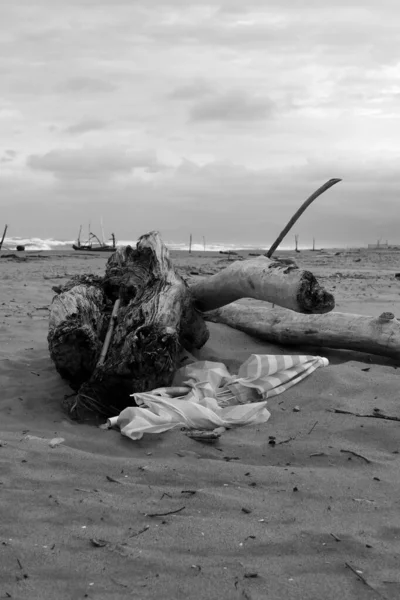 Flotsam Bij Torre Del Lago Vrij Strand — Stockfoto