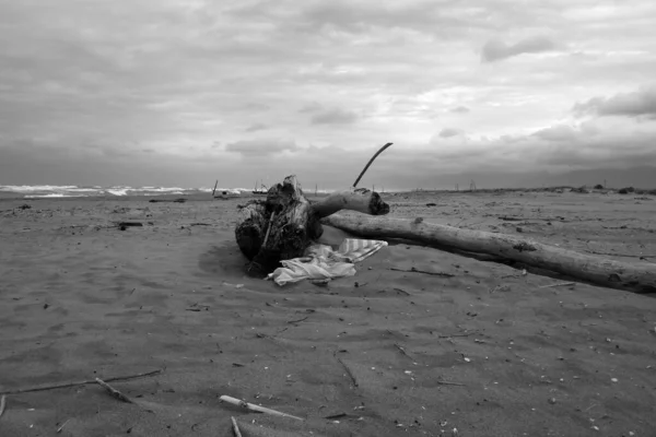 Flotsam Bij Torre Del Lago Vrij Strand — Stockfoto