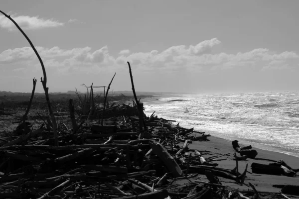 Flotsam Στο Torre Del Lago Ελεύθερη Παραλία — Φωτογραφία Αρχείου