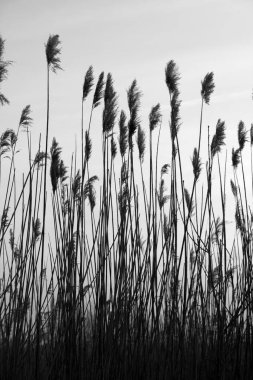 Massaciuccoli Gölü 'nde ortak kamış