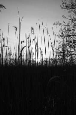 Massaciuccoli Gölü 'nde ortak kamış