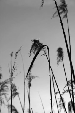 Massaciuccoli Gölü 'nde ortak kamış