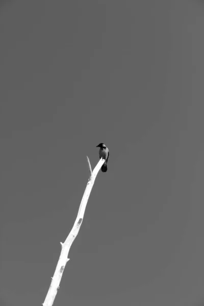 Krähe Mit Kapuze Strand Von Torre Del Lago — Stockfoto
