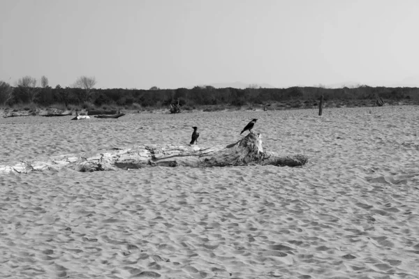 Крук Пляжі Торре Дель Лаго — стокове фото