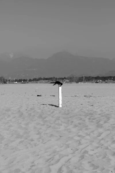 Κοράκι Στο Torre Del Lago Beach — Φωτογραφία Αρχείου