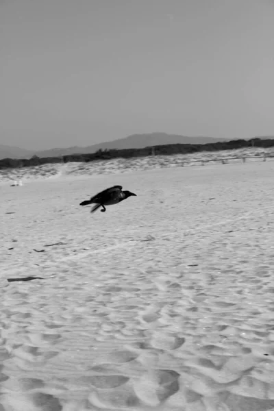 토레델라고 해변에 뚜껑달린 까마귀 — 스톡 사진