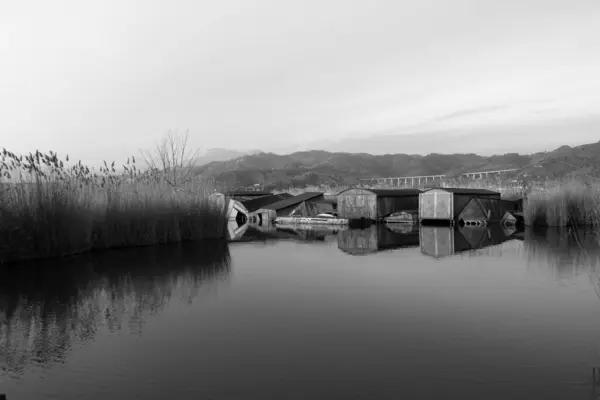 Caña Común Lago Massaciuccoli — Foto de Stock