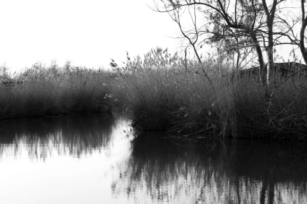 Massaciuccoli Gölü Nde Ortak Kamış — Stok fotoğraf