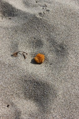 Torre del Lago 'da çevre kirliliği