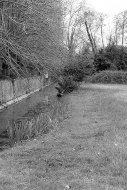 Lago Katliamı 'ndaki kuşlar