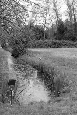 Lago Katliamı 'ndaki kuşlar
