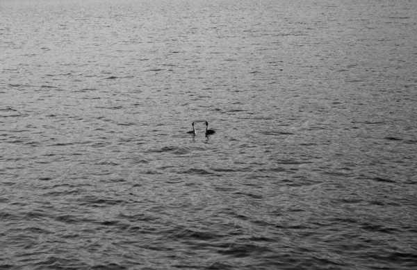 Lake Lugano Impressions Paradiso Suíça — Fotografia de Stock