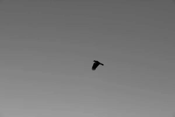 Aves Sobre Playa Torre Del Lago — Foto de Stock