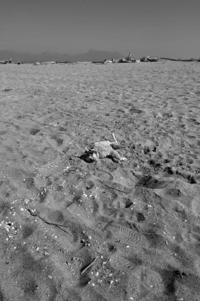 Torre Del Lago海滩的死亡猫 — 图库照片