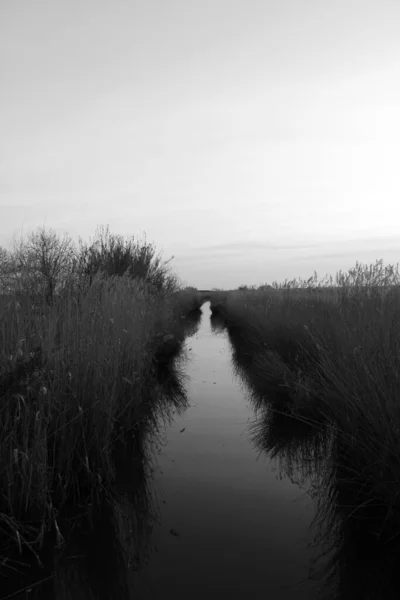 Vanligt Vass Vid Massaciuccoli Sjön — Stockfoto