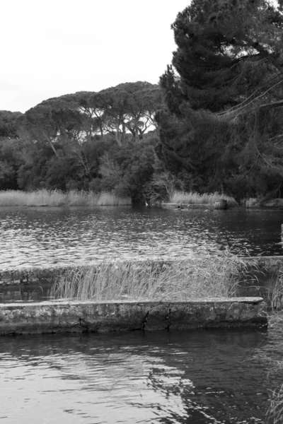 นกท Lago Massaciucoli — ภาพถ่ายสต็อก