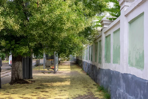 Beco Florescendo Longo Uma Cerca Concreto Alto Pétalas Caídas Calçada — Fotografia de Stock