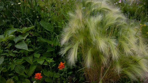 Διακοσμητικά Maned Κριθάρι Μεγαλώνει Ένα Παρτέρι Στον Κήπο — Φωτογραφία Αρχείου