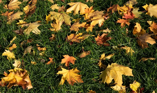 Achtergrond Met Heldere Kleurrijke Eerste Gevallen Droge Bladeren Een Groen — Stockfoto