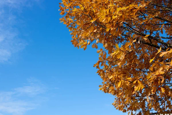 Осіннє Листя Фоном Блакитного Неба — стокове фото