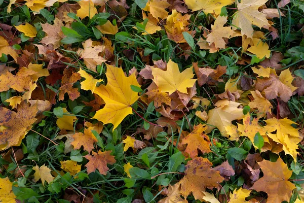 鮮やかなカラフルな背景 庭や都市公園の庭に緑の芝生の芝生の上で最初の落下乾燥葉 秋の紅葉 — ストック写真