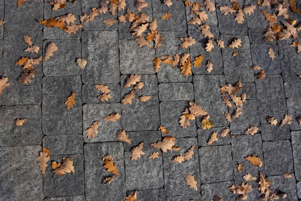 Outono Fundo Abstrato Folhas Laranja Amarelas Deitado Pavimento Paralelepípedos Cidade — Fotografia de Stock