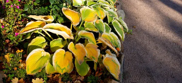 Цветки Хозяева Разноцветные Желтые Осенние Листья Хозяева Белыми Полосками Стоковая Картинка