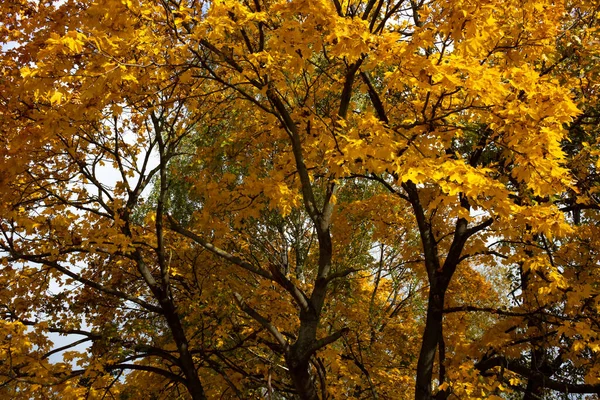 Piękny Jesienny Klon Pogodny Dzień — Zdjęcie stockowe