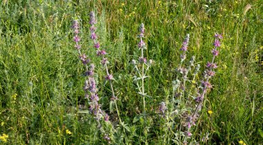Çayır çayı, yaygın. Vahşi bir çayırda mor çiçekler. Şifalı bitki..