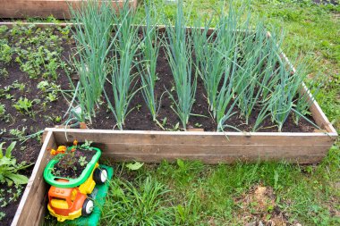 Soğanların yetiştiği yükseltilmiş yatakları olan modern bir sebze bahçesi..