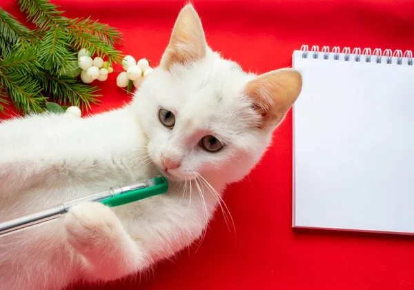 Ένα Λευκό Χαριτωμένο Παιχνιδιάρικο Γάτα Βρίσκεται Ένα Κόκκινο Φόντο Δίπλα — Φωτογραφία Αρχείου