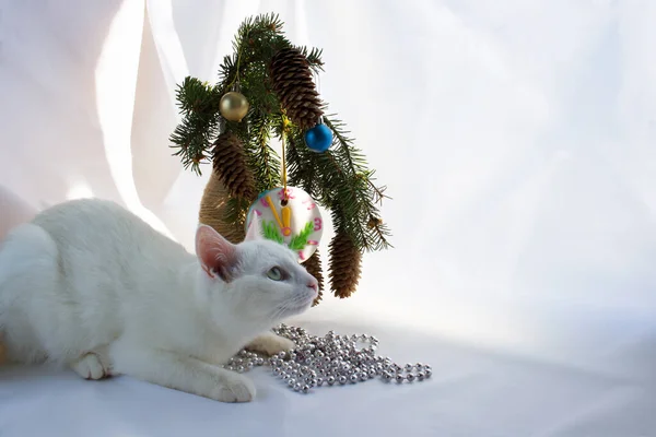 White Cute Playful Cat Lies White Background Playing Christmas Toys 免版税图库图片